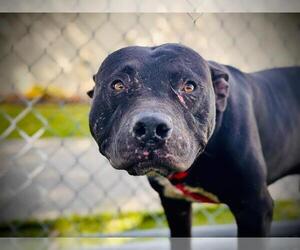 Mutt Dogs for adoption in Orlando, FL, USA