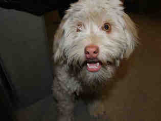 Hava-Apso Dogs for adoption in Modesto, CA, USA