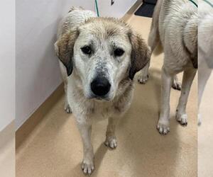 Anatolian Shepherd Dogs for adoption in Placerville, CA, USA