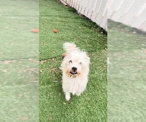 Mutt Dogs for adoption in Fremont, CA, USA