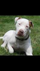American Staffordshire Terrier-Bulldog Mix Dogs for adoption in Ardsley, NY, USA