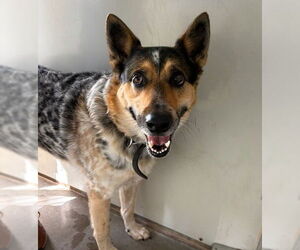 Texas Heeler Dogs for adoption in Santa Barbara, CA, USA