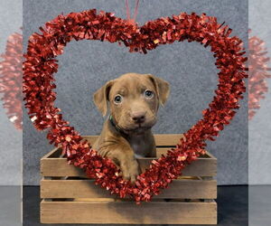 Mutt Dogs for adoption in Rochester, NY, USA