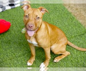 American Staffordshire Terrier-Unknown Mix Dogs for adoption in Tallahassee, FL, USA