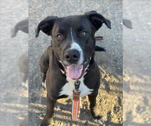 American Pit Bull Terrier Dogs for adoption in Santa Barbara, CA, USA