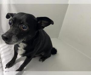 Chihuahua Dogs for adoption in Houston, TX, USA