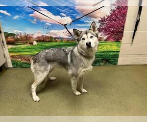 Siberian Husky-Unknown Mix Dogs for adoption in Moreno Valley, CA, USA