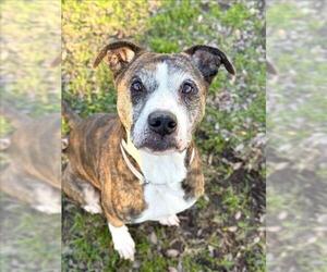 Boxer-Unknown Mix Dogs for adoption in Conroe, TX, USA
