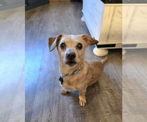 Dachshund-Unknown Mix Dogs for adoption in Plymouth, MN, USA