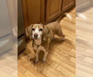 Beagle Dogs for adoption in Herndon, VA, USA