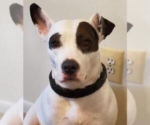Bull Terrier Dogs for adoption in Spotsylvania, VA, USA