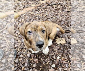 Basset Hound-Unknown Mix Dogs for adoption in Brewster, NY, USA