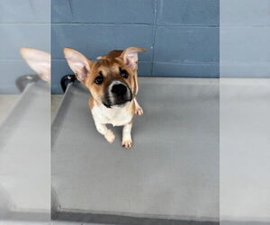 Mutt Dogs for adoption in Elmsford, NY, USA