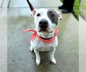 Mutt Dogs for adoption in Long Beach, CA, USA