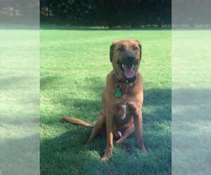 Black Mouth Cur-Labrador Retriever Mix Dogs for adoption in Lexington, SC, USA