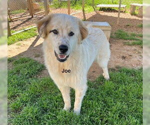 Golden Pyrenees Dogs for adoption in Newfoundland, PA, USA