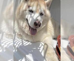 Alusky Dogs for adoption in Houston, TX, USA