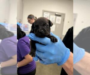 Labrador Retriever-Unknown Mix Dogs for adoption in Rosenberg, TX, USA