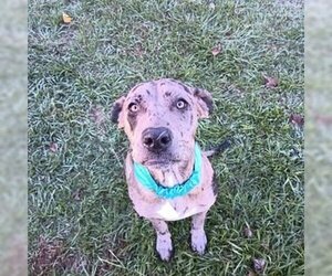 Catahoula Leopard Dog-Great Dane Mix Dogs for adoption in Batson, TX, USA