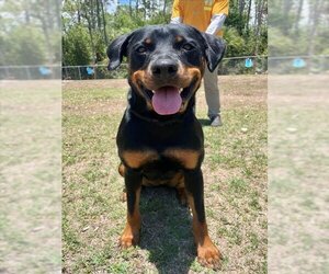 Rottweiler-Unknown Mix Dogs for adoption in Naples, FL, USA