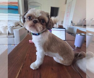 Shih Tzu-Unknown Mix Dogs for adoption in Canton, CT, USA