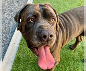 Mastiff-Unknown Mix Dogs for adoption in Moreno Valley, CA, USA