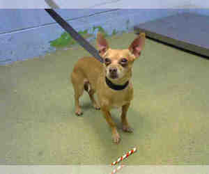 Chihuahua Dogs for adoption in Moreno Valley, CA, USA