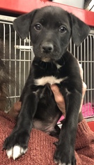 Border-Aussie Dogs for adoption in Akron, OH, USA