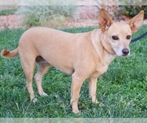 Chi-Corgi Dogs for adoption in Palo Alto, CA, USA