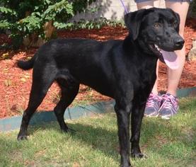 Labrador Retriever Dogs for adoption in Little Rock, AR, USA