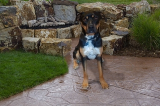 Boxweiler Dogs for adoption in Littelton, CO, USA