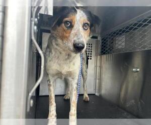 Australian Cattle Dog-Unknown Mix Dogs for adoption in San Martin, CA, USA