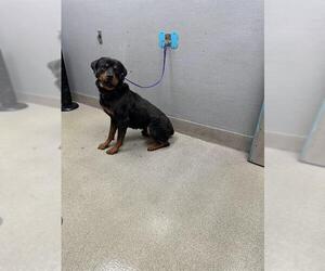 Rottweiler-Unknown Mix Dogs for adoption in Las Vegas, NV, USA