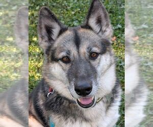 German Shepherd Dog-Unknown Mix Dogs for adoption in Mt. Airy, MD, USA