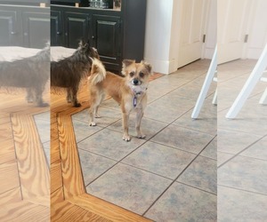 Pomeranian Dogs for adoption in Croydon, NH, USA