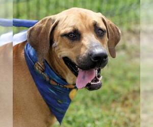 Mutt Dogs for adoption in San Antonio, TX, USA