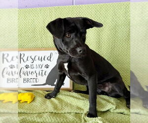 Dachsador Dogs for adoption in Genesee, WI, USA