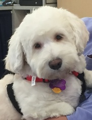 Bichon Frise-Unknown Mix Dogs for adoption in North Richland Hills, TX, USA
