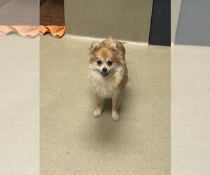 Pomeranian Dogs for adoption in Easton, MD, USA