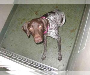 German Shorthaired Pointer Dogs for adoption in Santa Fe, NM, USA