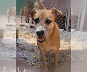 Labrador Retriever-Unknown Mix Dogs for adoption in Whitestone, NY, USA
