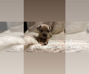 Boxer-Unknown Mix Dogs for adoption in Holly Springs, NC, USA