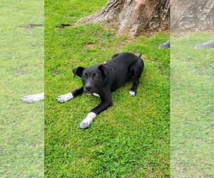 Border Collie-Unknown Mix Dogs for adoption in Granbury, TX, USA