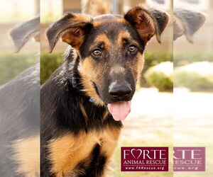 German Shepherd Dog-Unknown Mix Dogs for adoption in Marina del Rey, CA, USA