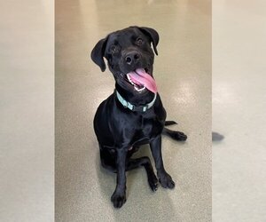 Labrador Retriever Dogs for adoption in Lee's Summit, MO, USA