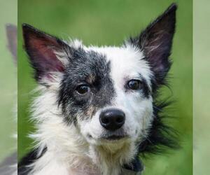 Border-Aussie Dogs for adoption in Huntley, IL, USA