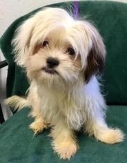 Shih Apso Dogs for adoption in Fremont, CA, USA