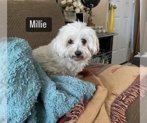 Maltese Dogs for adoption in Westwood, NJ, USA