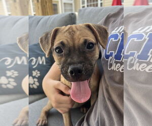 Puggle Dogs for adoption in Virginia Beach, VA, USA