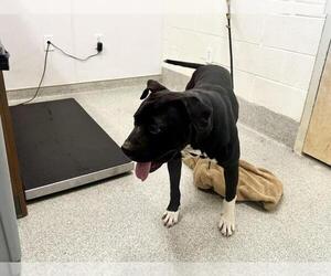 American Pit Bull Terrier Dogs for adoption in Fort Collins, CO, USA